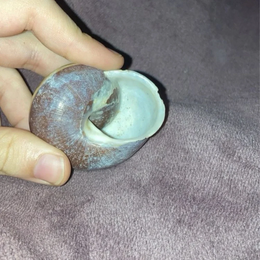 Sea shells